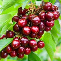 Саженцы черешни ранней сорт Сильвия, подвой магалепка