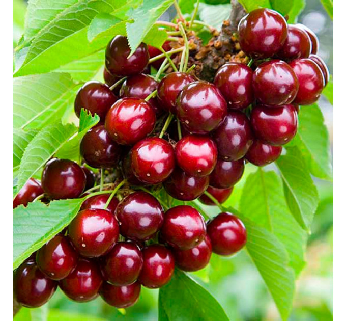 Саженцы черешни ранней сорт Сильвия, подвой магалепка