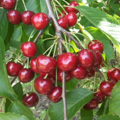 Черешня сорт Рубиновая ранняя