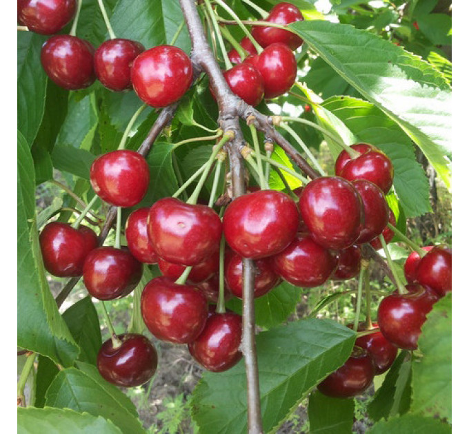 Черешня сорт Рубиновая ранняя