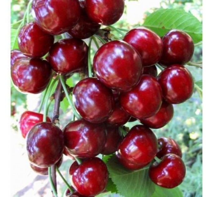 Черешня сорт Рубиновая ранняя