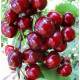 Черешня сорт Рубиновая ранняя