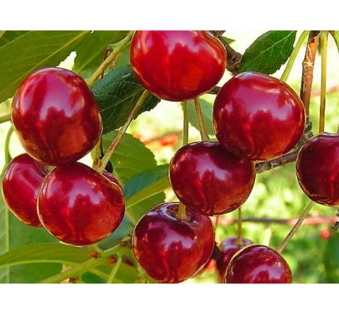 Черешня сорт Рубиновая ранняя