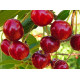 Черешня сорт Рубиновая ранняя