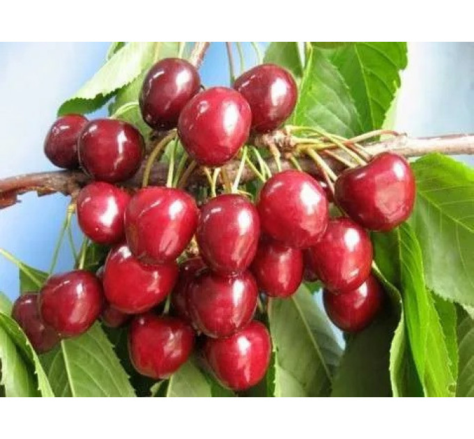 Черешня колонновидная "Сем"