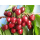 Черешня колонновидная "Сем"