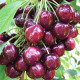Черешня колонновидная "Сем"