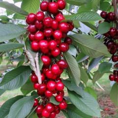 Черешня колонновидная "Сем"