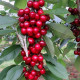 Черешня колонновидная "Сем"
