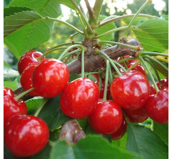 Саженцы черешни ранней сорт Мона Лиза, подвой магалепка