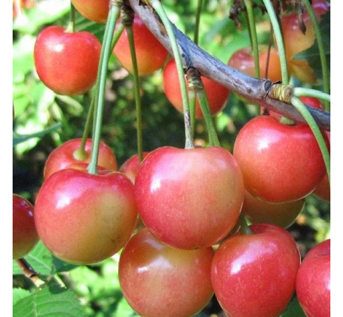 Саженцы черешни ранней сорт Приусадебная, подвой магалепка