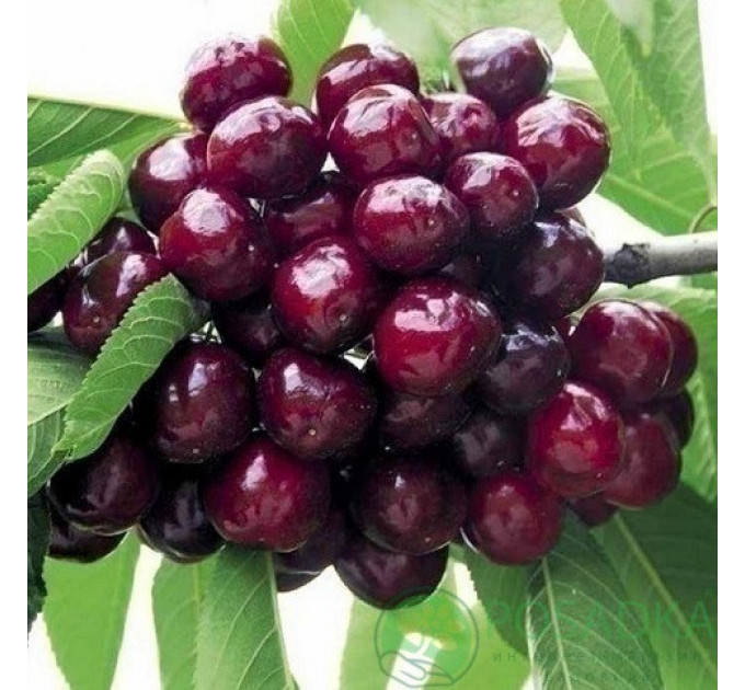 Саженцы черешни ранней сорт Рита, подвой магалепка