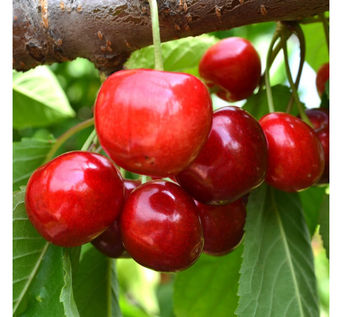 Саженцы черешни ранней сорт Рита, подвой магалепка