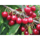 Саженцы черешни ранней сорт Рита, подвой магалепка