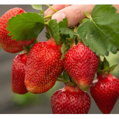 Розсада полуниці сорт Азія, контейнер 1.5 л