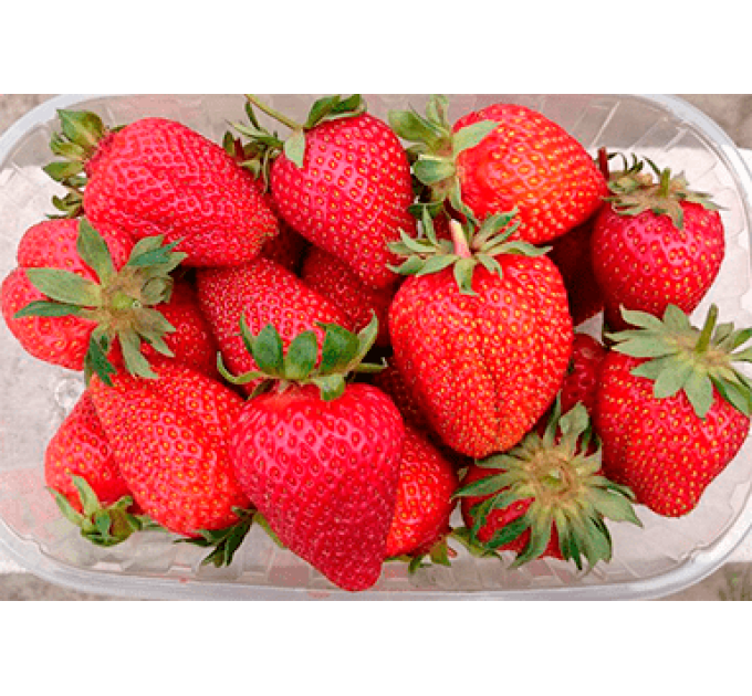 Рассада клубники сорт Азия, фриго класс B (ранняя)