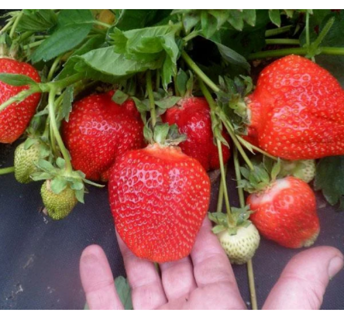 Рассада клубники сорт Азия, фриго класс B (ранняя)