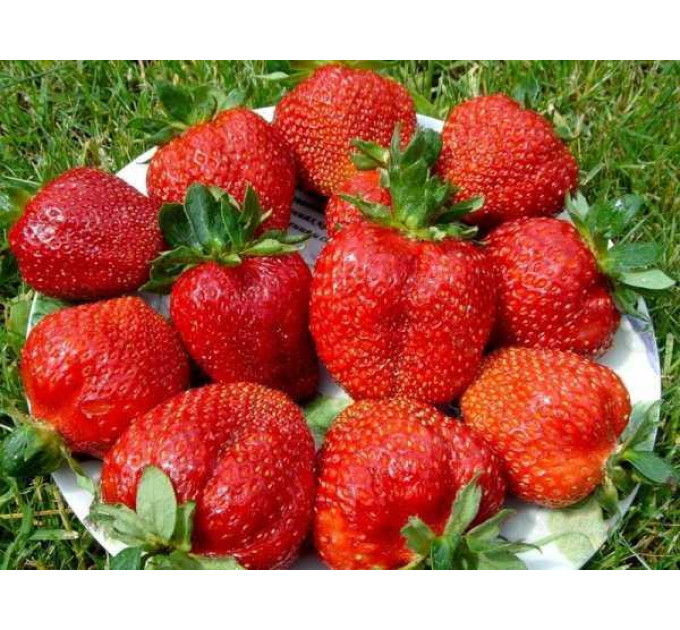 Рассада клубники "Портола", класс А (ранняя)