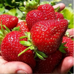 Розсада полуниці "Портола", клас А (рання)