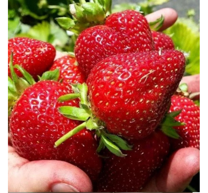 Рассада клубники "Портола", класс А (ранняя)