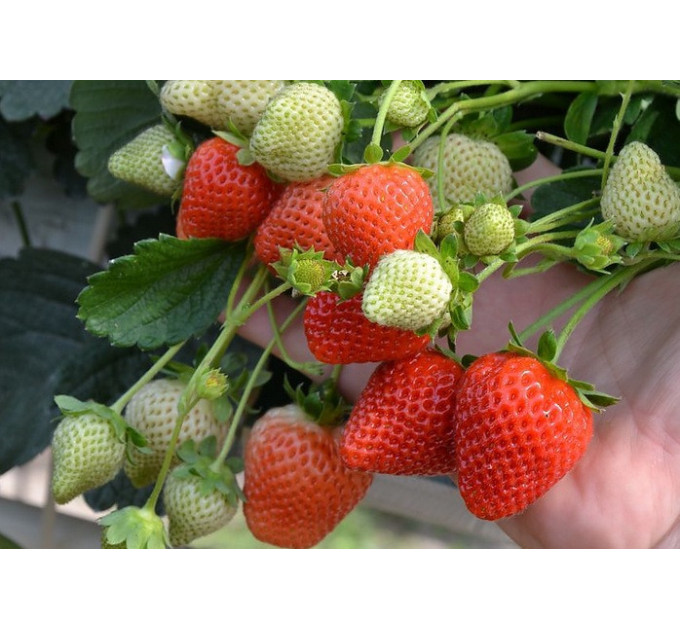 Рассада клубники "Портола", класс А (ранняя)