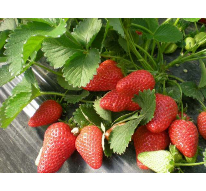 Саженцы клубники сорт Лючия (Lucia), в кассетах 40 шт