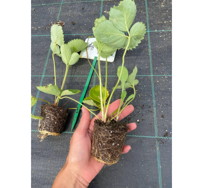 Рассада клубники сорт Азия, кассета 45 и 54 ячейки