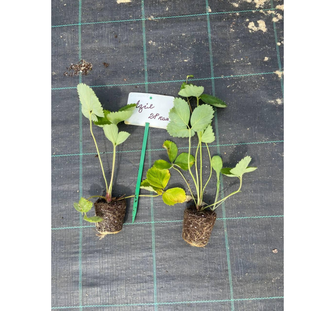 Рассада клубники сорт Азия, кассета 45 и 54 ячейки