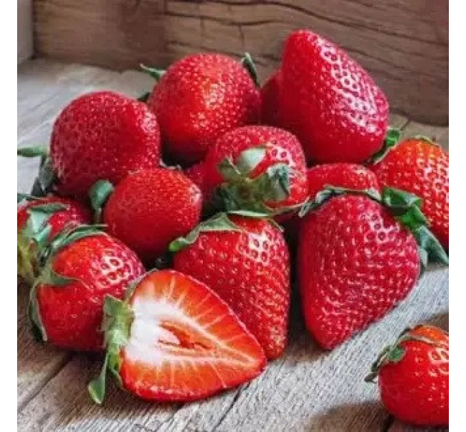 Розсада полуниці сорт Джусі, касета 45 комірок