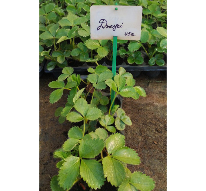 Розсада полуниці сорт Джусі, касета 45 комірок