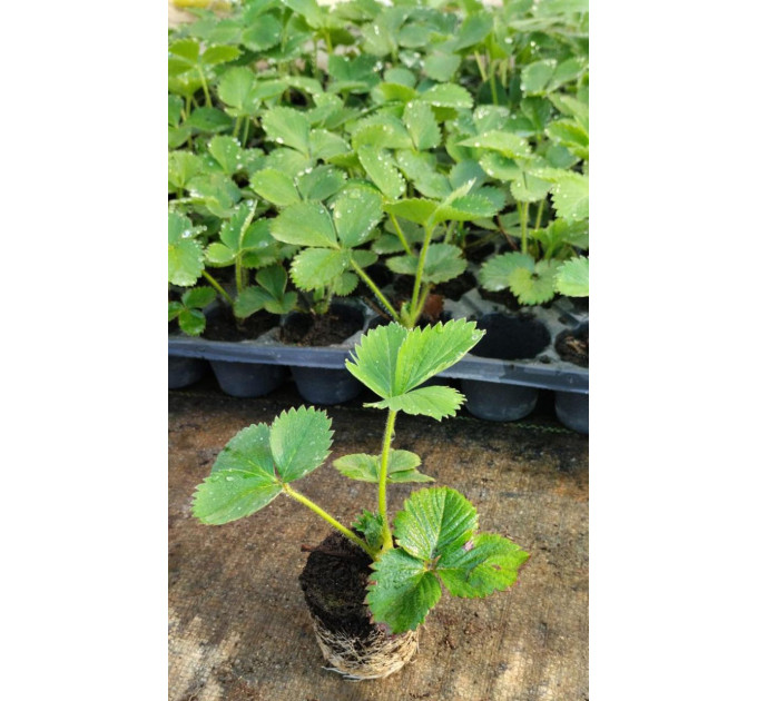 Розсада полуниці сорт Джусі, касета 45 комірок