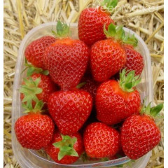Саженцы клубники Ромина, контейнер 1.5 л