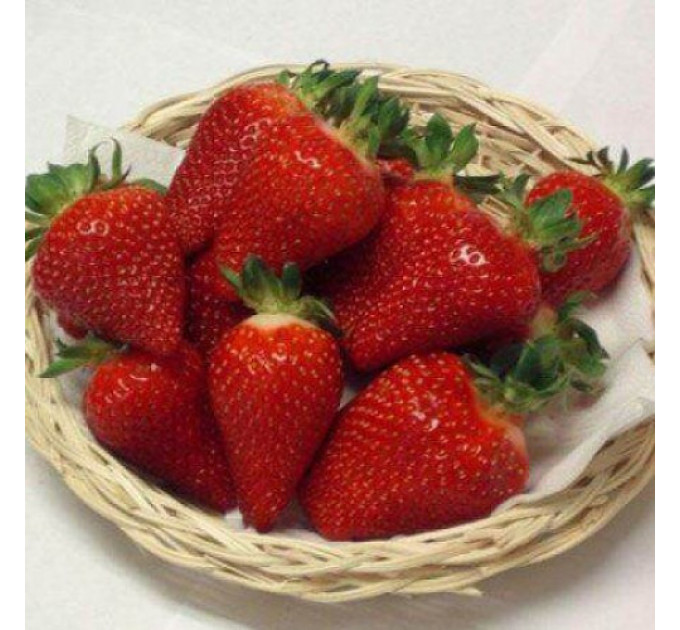 Рассада клубники сорт Азия, кассета 60 ячеек