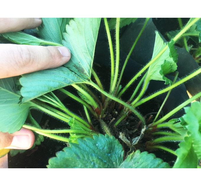 Рассада клубники сорт Азия, 2 года горшок 1.5 л