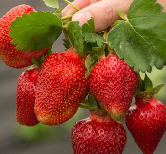 Рассада клубники сорт Азия, 2 года горшок 1.5 л