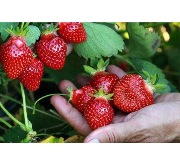 Саджанці полуниця сорт Роміна, контейнер 1.5 л