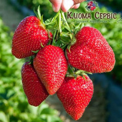 Саженцы клубники сорт "Свит Чарли", класc А+ (ранняя)