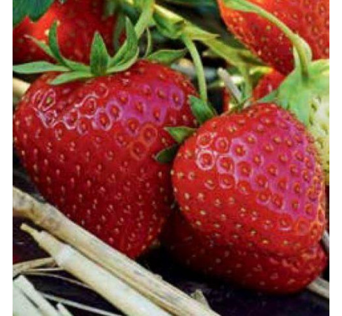 Рассада клубники сорт Аллегро, кассета 77 ячеек