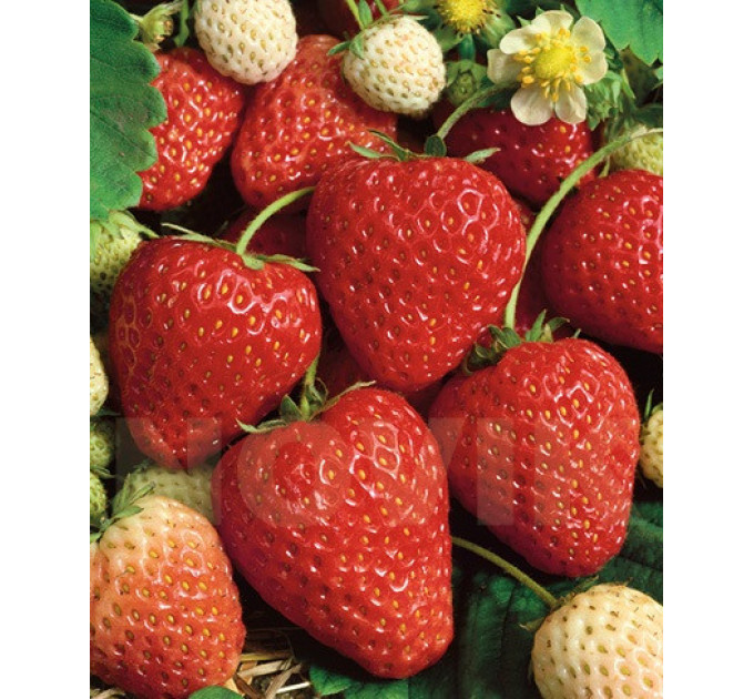 Рассада клубники сорт Аллегро, кассета 77 ячеек