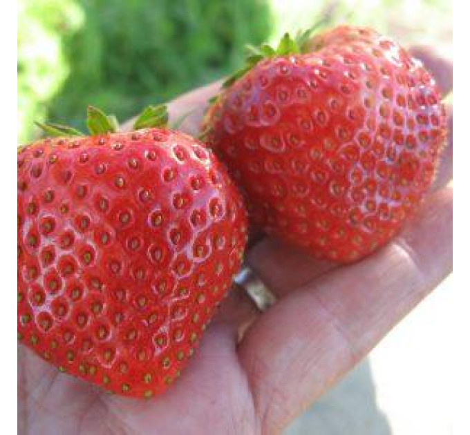 Рассада клубники сорт Аллегро, кассета 77 ячеек