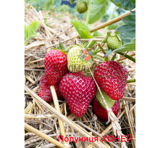 Рассада клубники "Хоней", фриго класc B (ранняя)