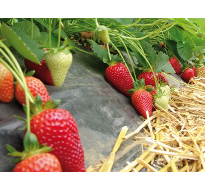 Рассада клубники сорт Брилла класс А+ (ранняя)