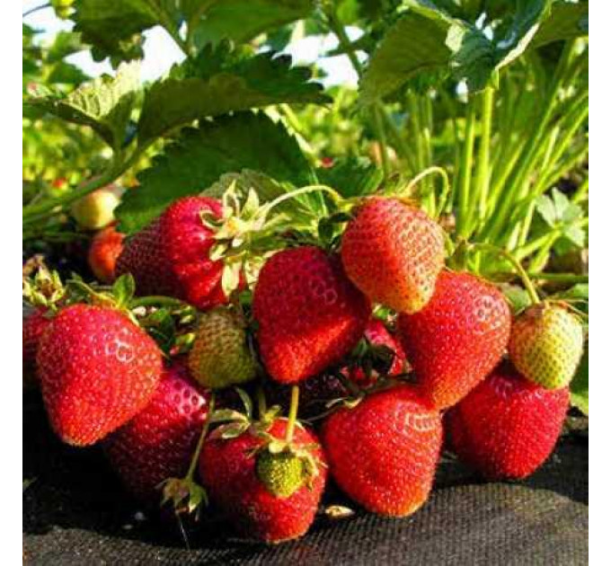 Рассада клубники сорт Аллегро, кассета 77 ячеек