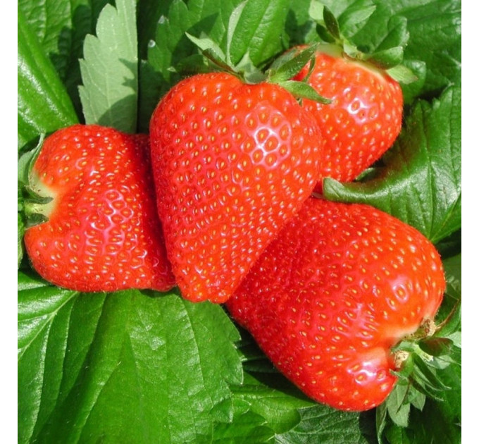 Рассада клубники сорт Аллегро, кассета 77 ячеек