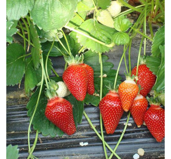 Рассада клубники сорт Азия, 2 года горшок 1.5 л