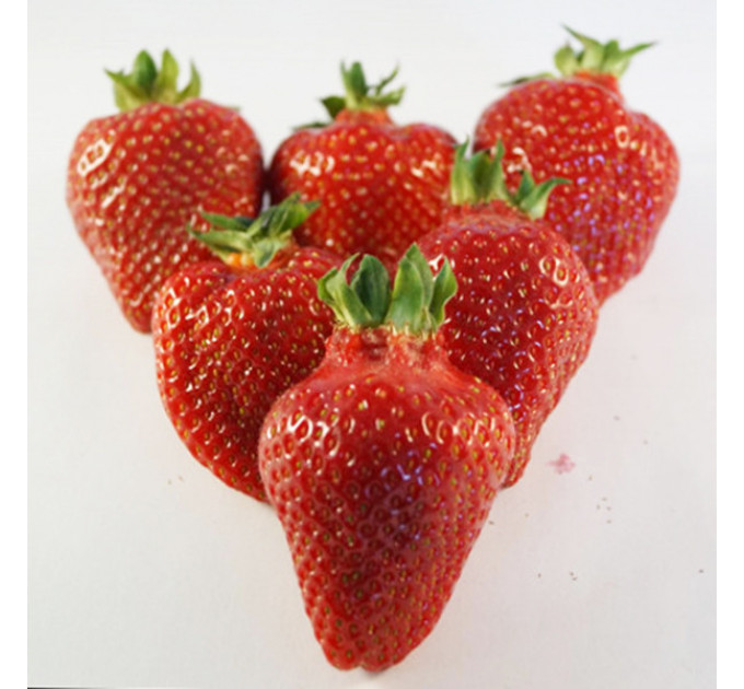 Рассада клубники сорт Азия, кассета 60 ячеек