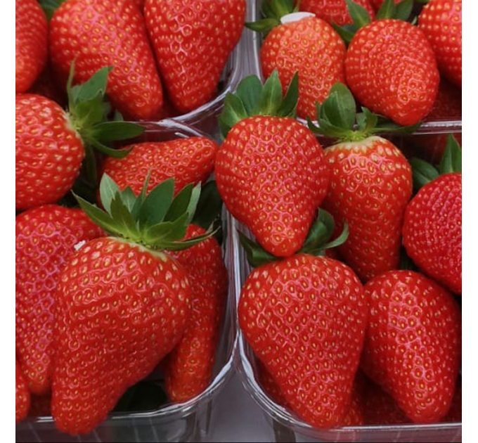 Клубника сорт Лючия (Lucia), в кассетах 28 шт