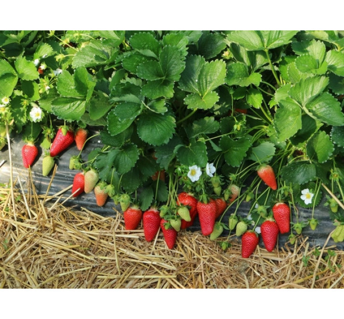 Клубника сорт Лючия (Lucia), в кассетах 28 шт