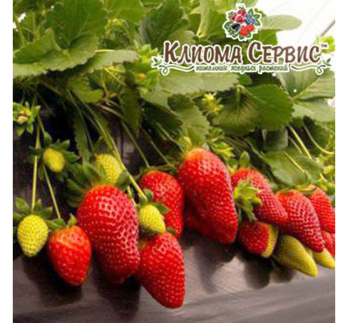 Рассада клубники сорт Азия, кассета 60 ячеек