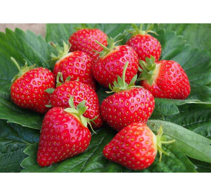 Розсада полуниці Хоней, в касетах